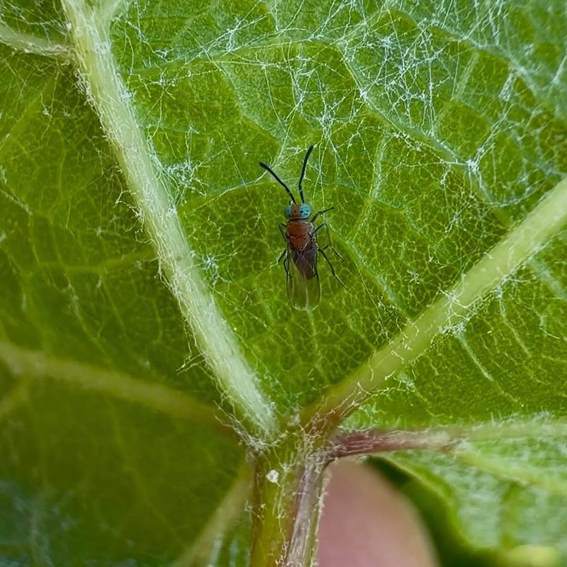 They Are Working On Scale Insects And Mealybugs