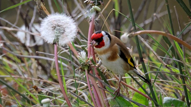 They Attract More Than Just Bees