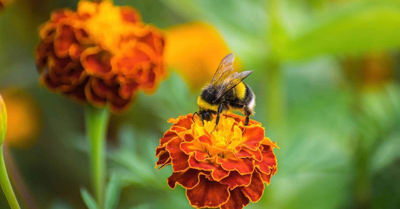 They Attract Pollinators And Beneficial Insects