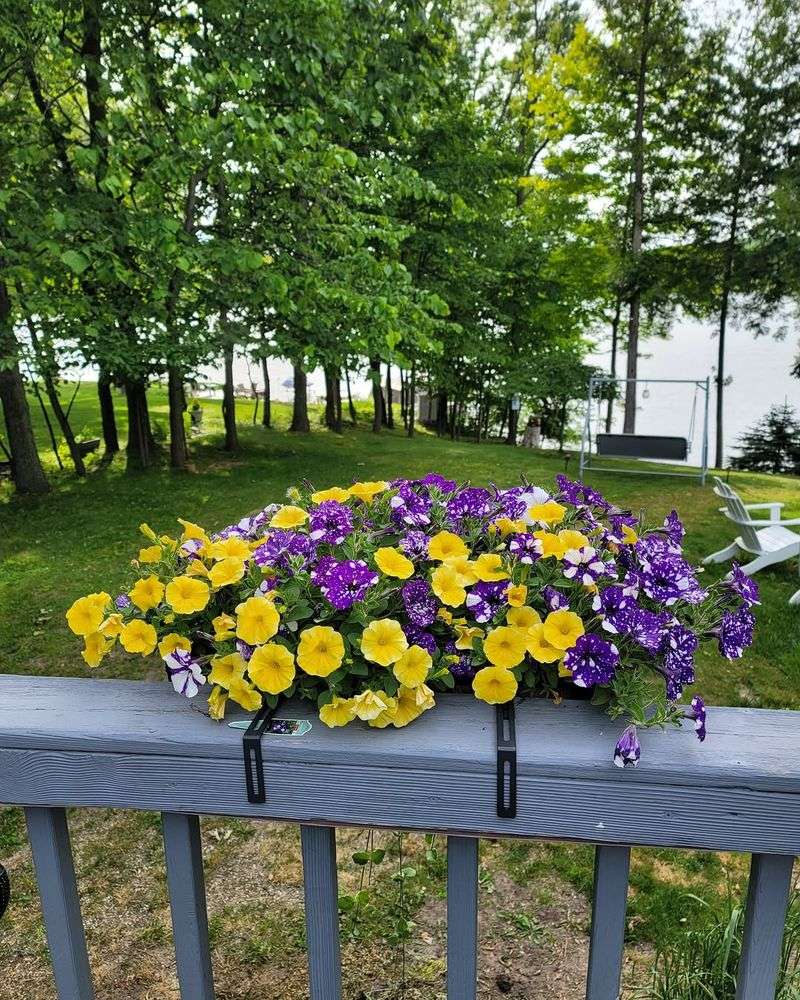 They Bloom For A Long Summer Season They Bloom For A Long Summer Season