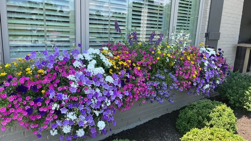 They Come In More Colors Than Most Gardeners Expect They Come In More Colors Than Most Gardeners Expect