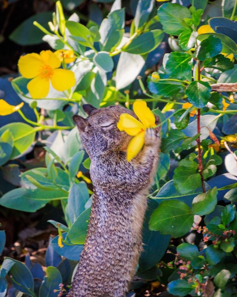 They Eat A Varied Plant-Based Diet