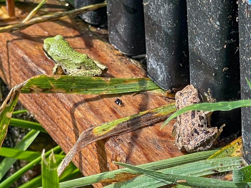 They Eat Tiny Insects Around The Garden