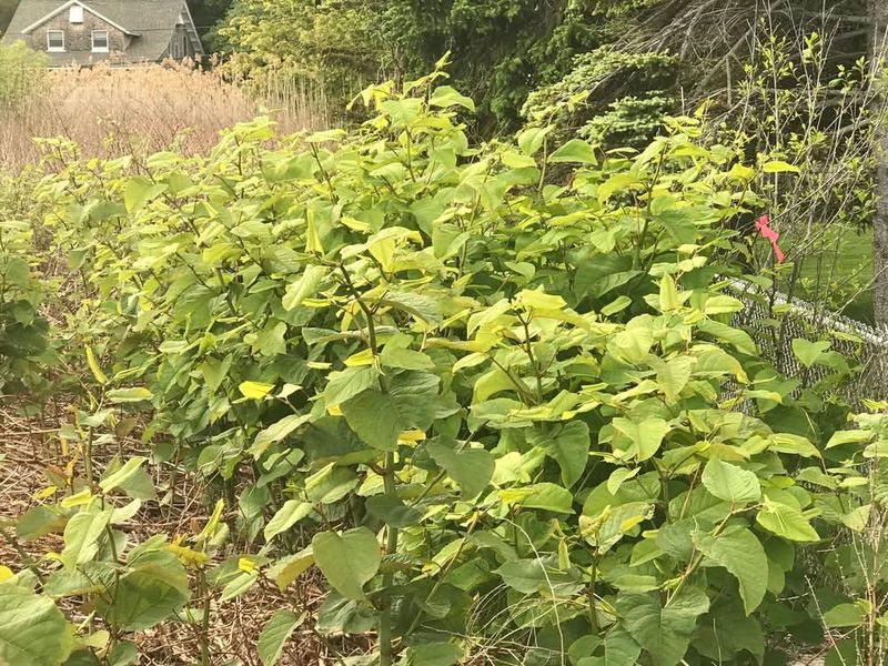 They Encourage Further Spread Through Natural Pathways