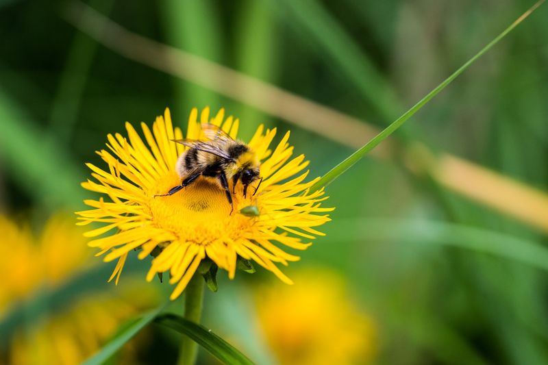 They Feed Early-Season Pollinators