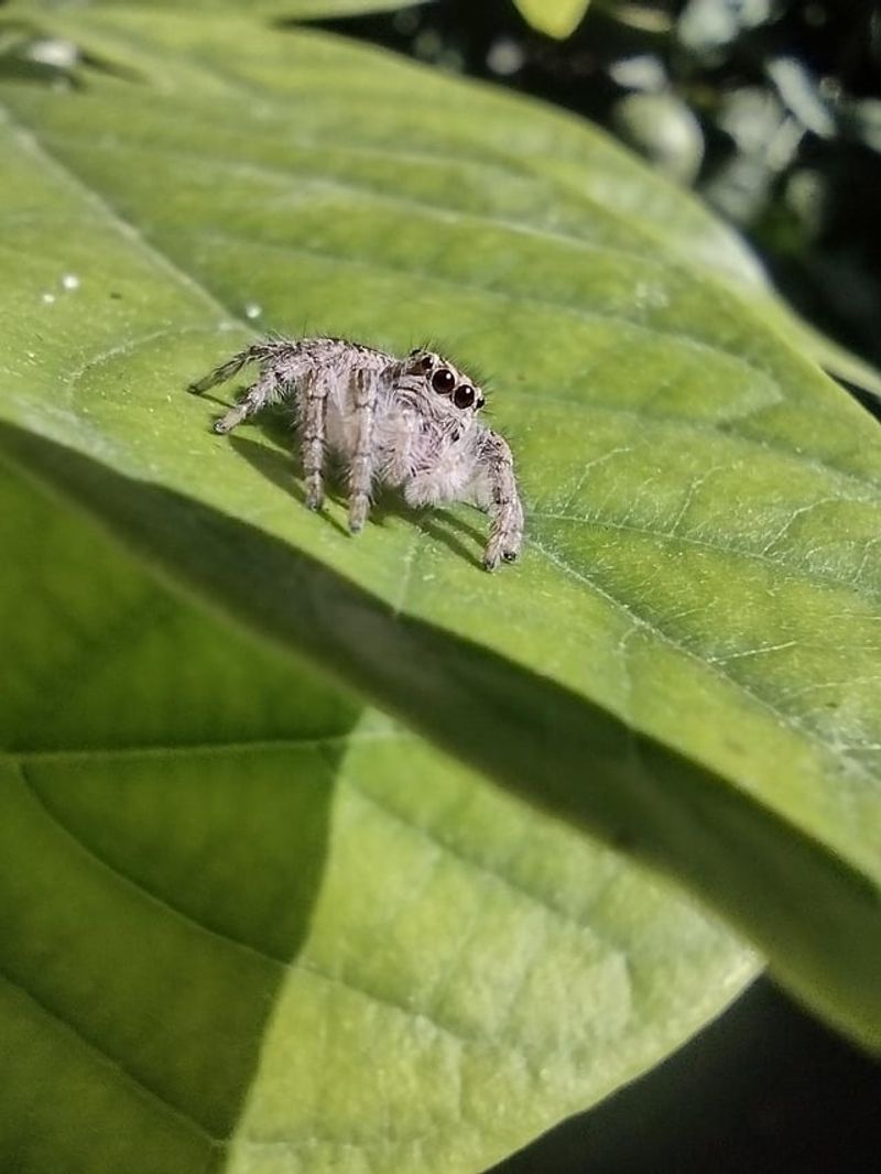 They Hunt During The Day Without Building Webs They Hunt During The Day Without Building Webs