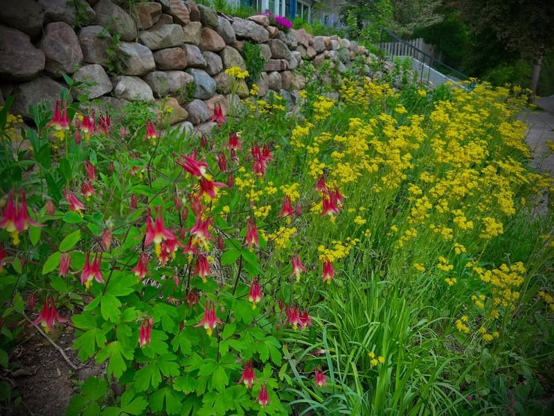 They Impact Native Plant Regeneration And Ecosystem Resilience