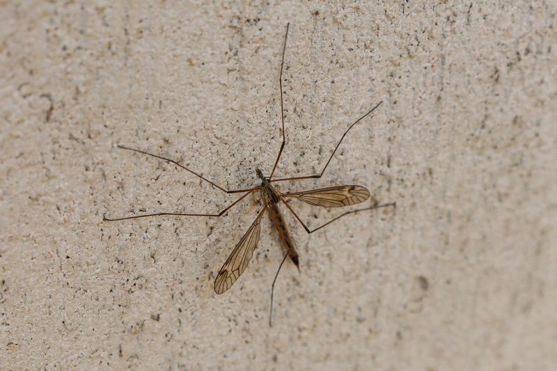 They Leave Brown, Patchy Bare Spots Across The Lawn They Leave Brown, Patchy Bare Spots Across The Lawn