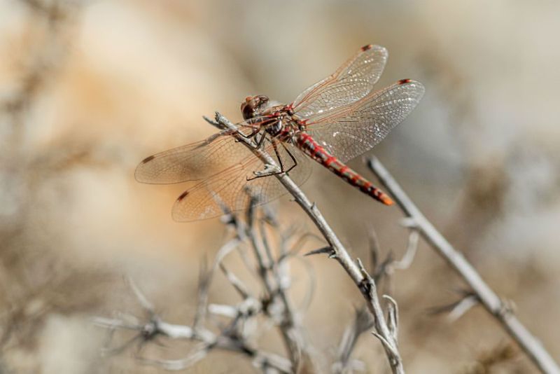 They Love An Active Flying Pest Population 