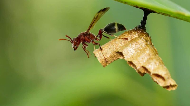 They May Be Hunting Other Insects In The Tree