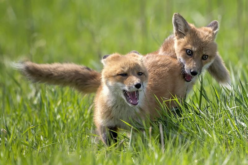 They May Be Raising Kits Nearby