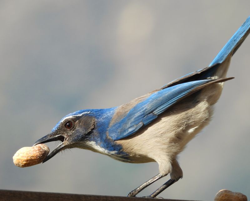 They May Hide Peanuts, Seeds, Fruit, Or Nuts