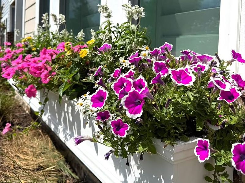 They Need Consistent Water In Window Boxes They Need Consistent Water In Window Boxes