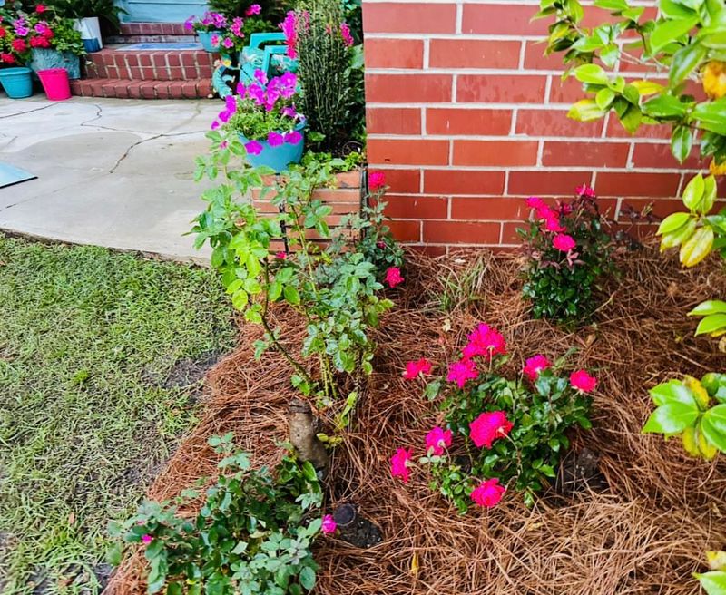 They Need Mulch Over The Root Zone