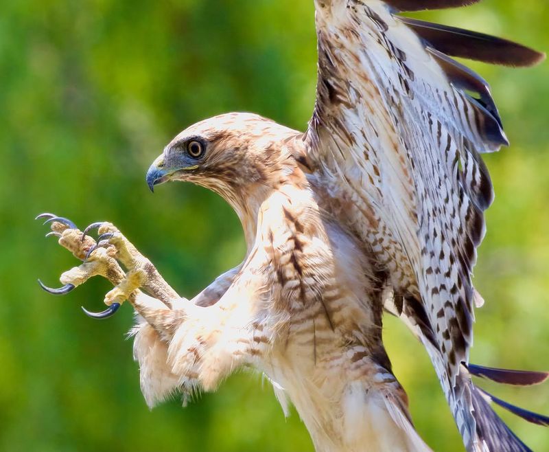 They Provide Food For Native Predators