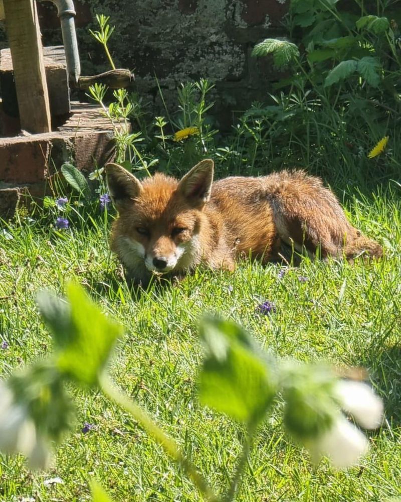 They Remind Gardeners To Protect Pets And Poultry