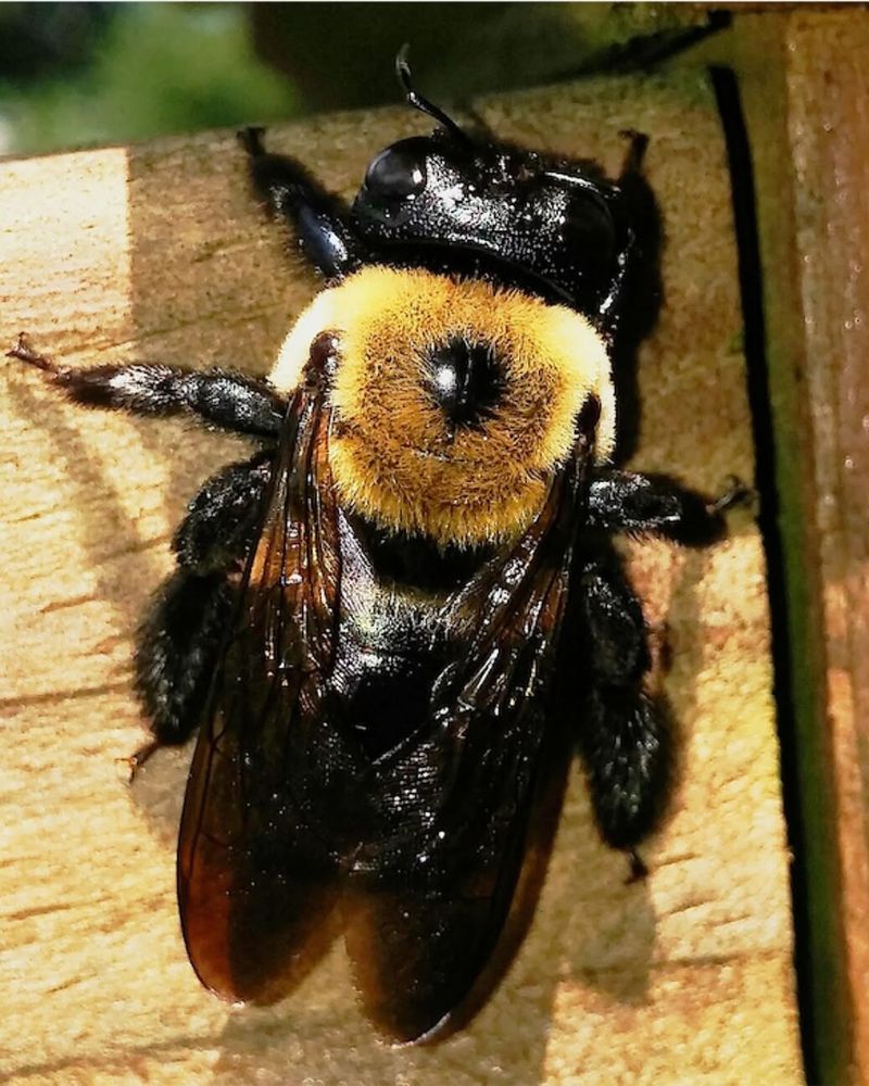 They Usually Do Not Sting Unless Handled They Usually Do Not Sting Unless Handled