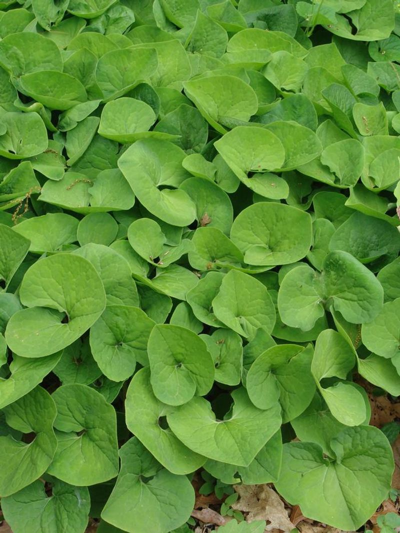 Thick Leaves Leave Less Room For Weeds