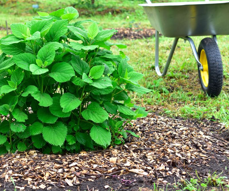 Thick Mulch Against Stems Traps Moisture