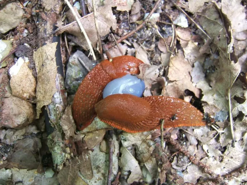 Thick Mulch Gives Slugs A Hiding Place