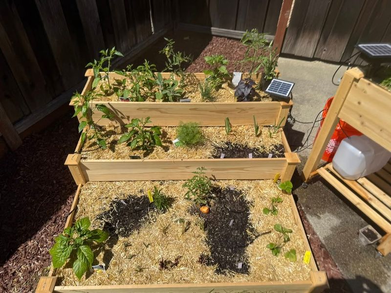 Thick Mulch Helps Roots Stay Moist As Summer Heat Takes Hold