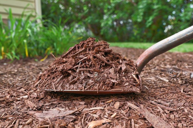 Thick Mulch Limits Air Around Roots Thick Mulch Limits Air Around Roots