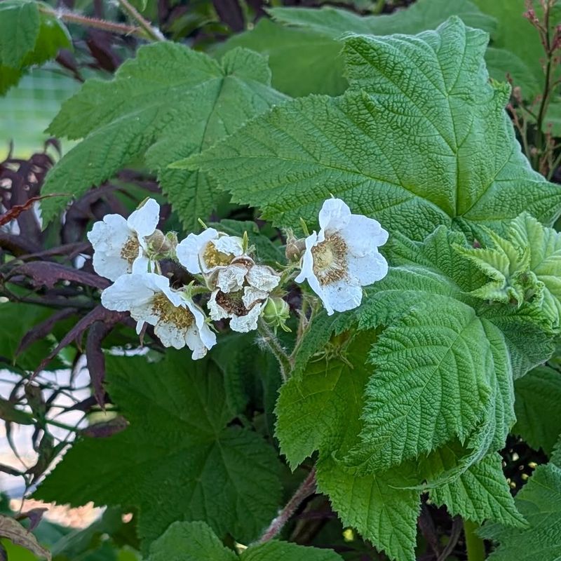 Thimbleberry Creates A Soft Flowering Thicket Thimbleberry Creates A Soft Flowering Thicket