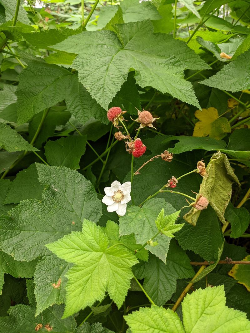 Thimbleberry Fills Gaps Fast In Informal Hedges