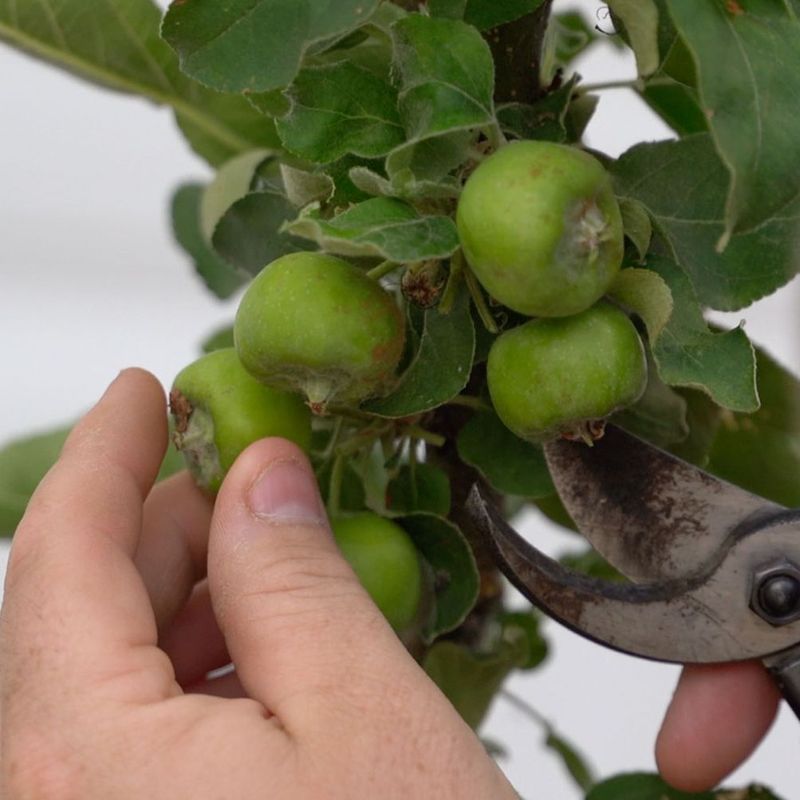 Thin Apples, Pears, And Peaches After June Drop