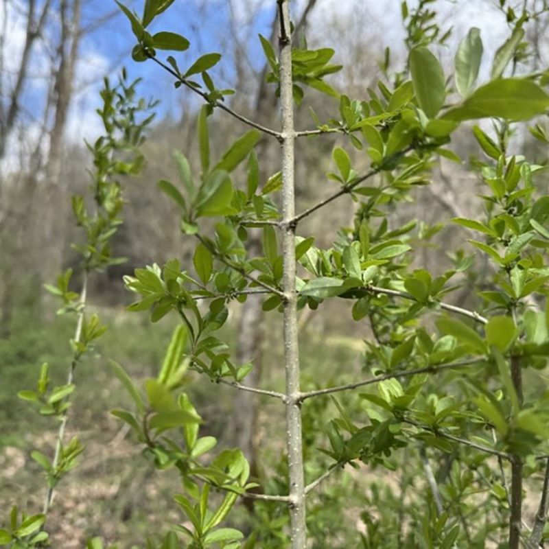 Thin Common Privet Before It Forms Damp Thickets Thin Common Privet Before It Forms Damp Thickets