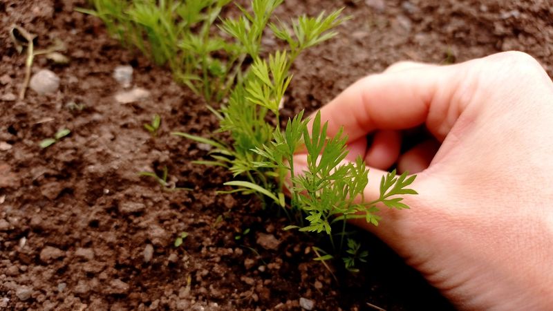 Thin Crowded Seedlings Before They Compete All Summer