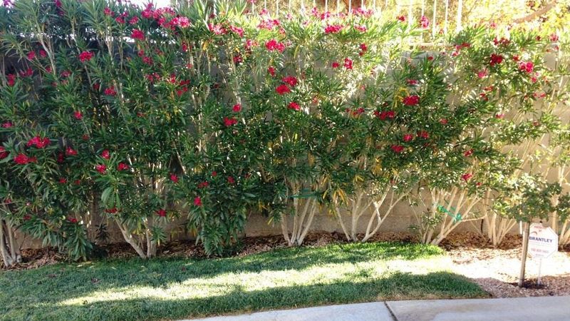 Thin Dense Branches To Improve Air Circulation