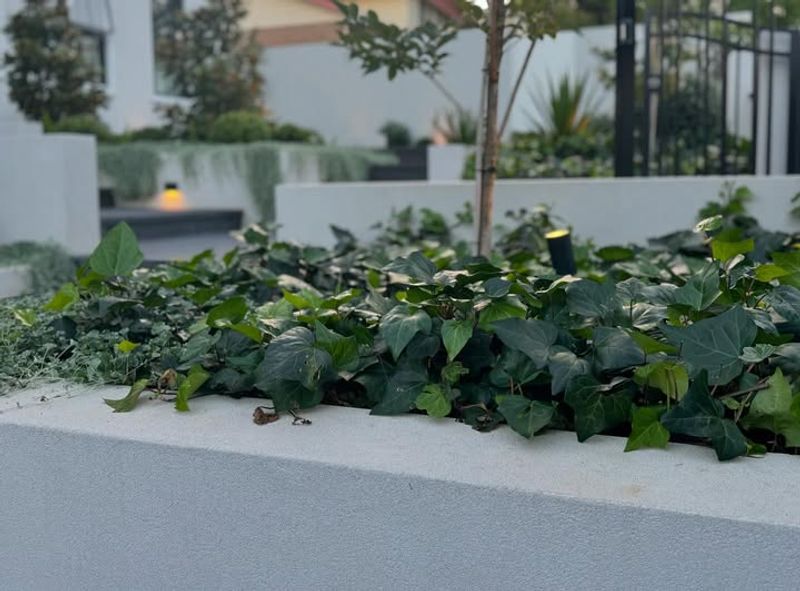 Thin Dense Ground Covers In Shade