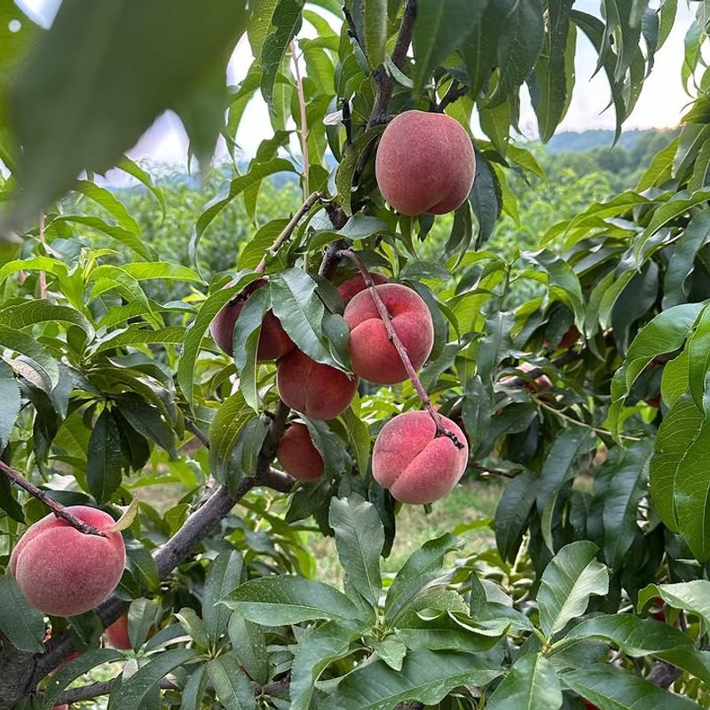 Thin Extra Fruit Early