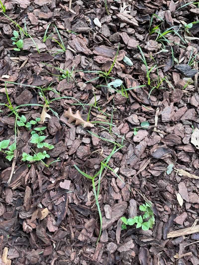 Thin Mulch Leaves Seeds Ready To Sprout