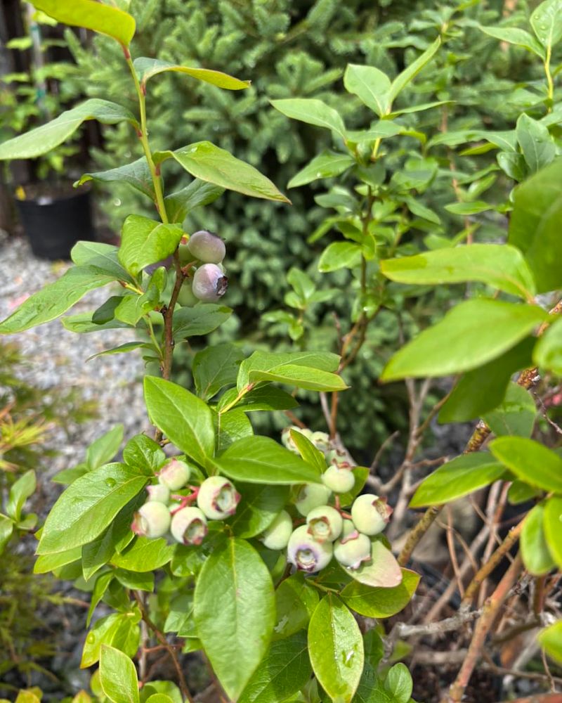 Thin Or Sparse Bush Base