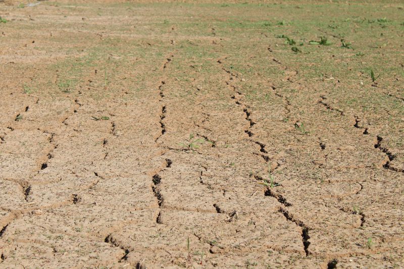 Thin Or Sparse Turf Cover Leaves Bare Ground Wide Open Thin Or Sparse Turf Cover Leaves Bare Ground Wide Open