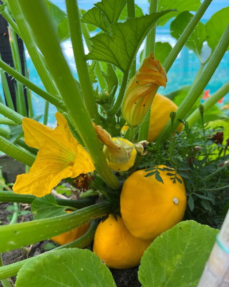 Thin Out Excess Fruit Early