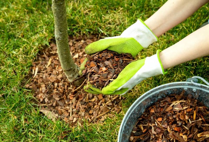 Thin Pine Bark Makes Beds Easier To Inspect Thin Pine Bark Makes Beds Easier To Inspect