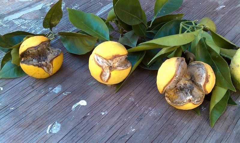 Thin-Skinned Citrus Splits More Easily Thin-Skinned Citrus Splits More Easily