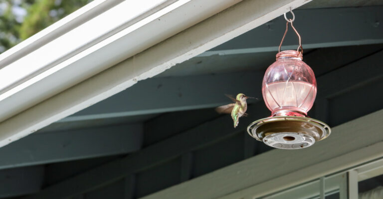 Things Scaring Hummingbirds Away From Your Oregon Garden