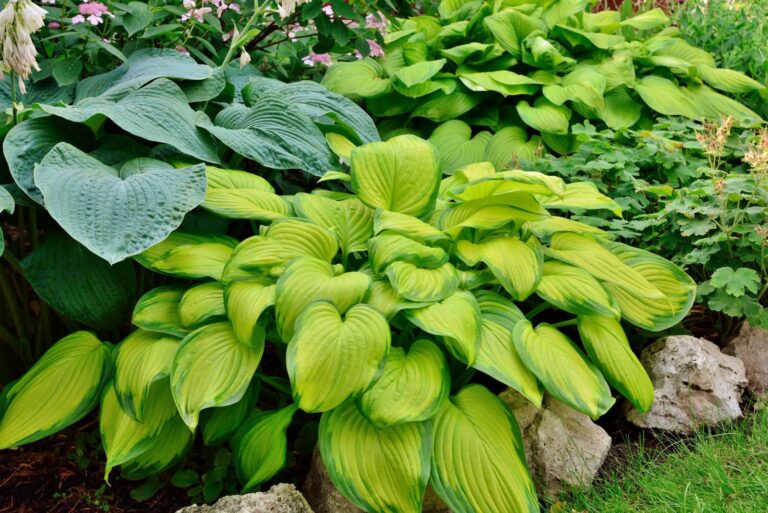 hostas