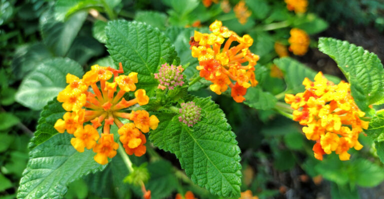 Things You Should Never Do To Texas Lantana No Matter What You Read Online