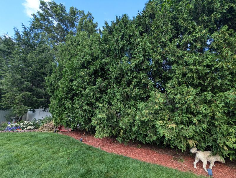 Think About The Mature Width, Not The Nursery Pot Size