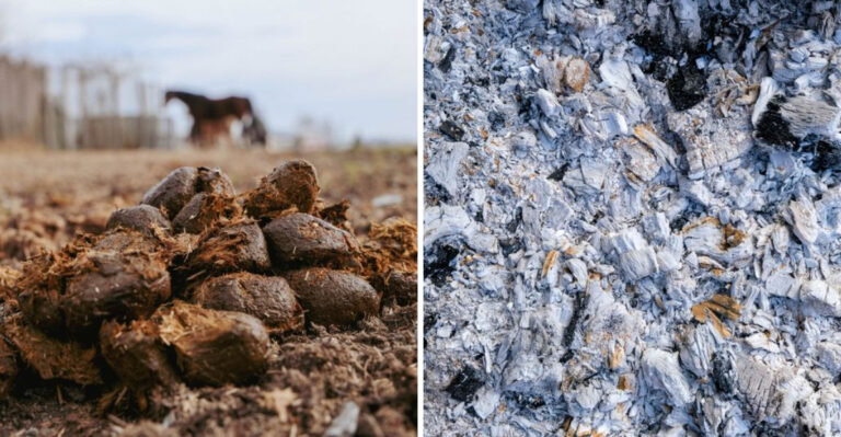 Think Twice Before Adding These 9 Things To Your Illinois Vegetable Garden