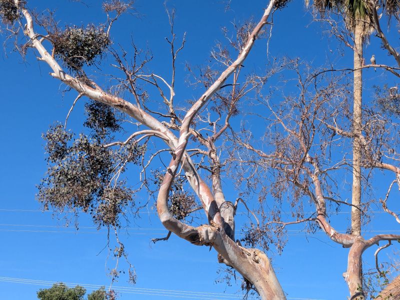 Think Twice Before Planting Eucalyptus