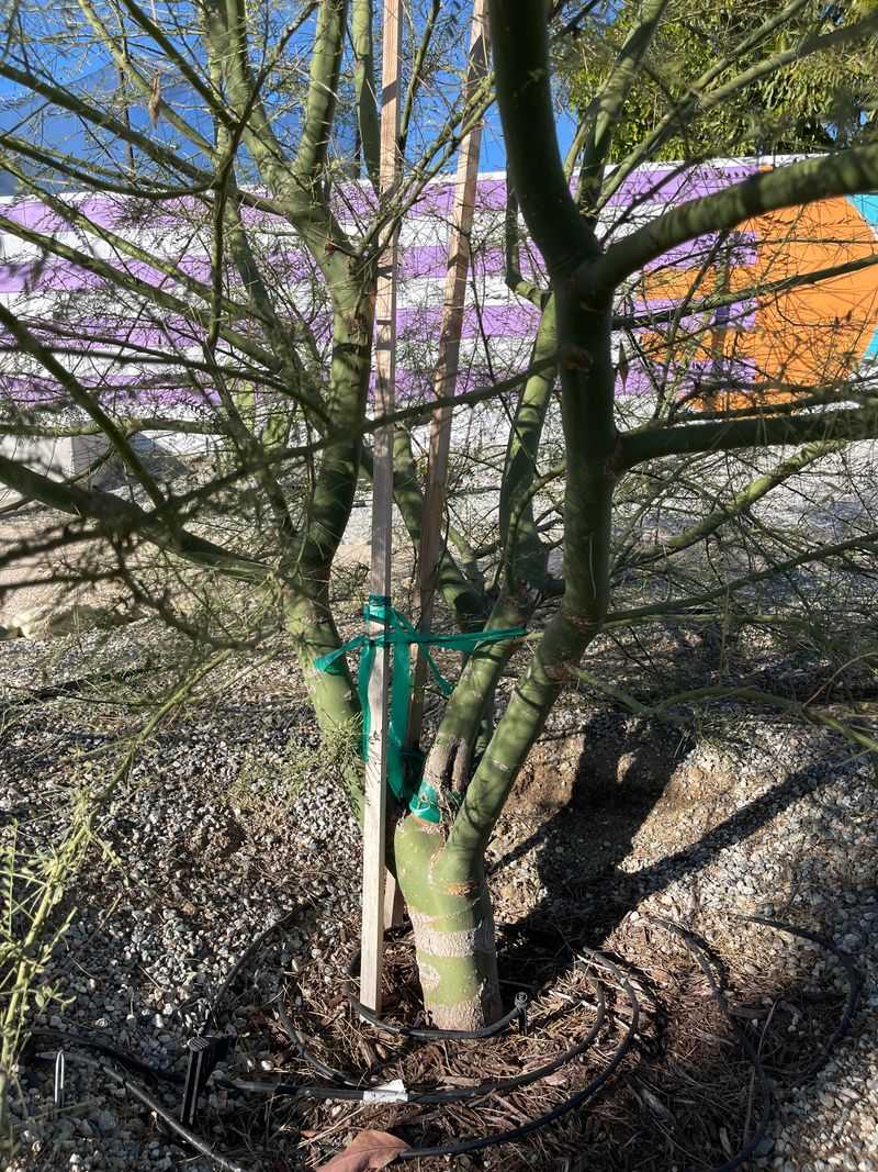 Thinning Branches More Than Necessary