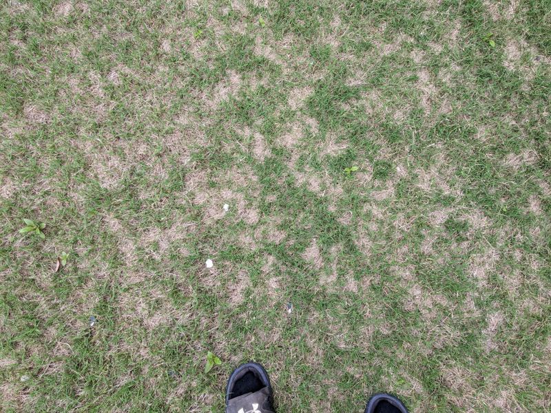 Thinning Turf With More Weeds Showing