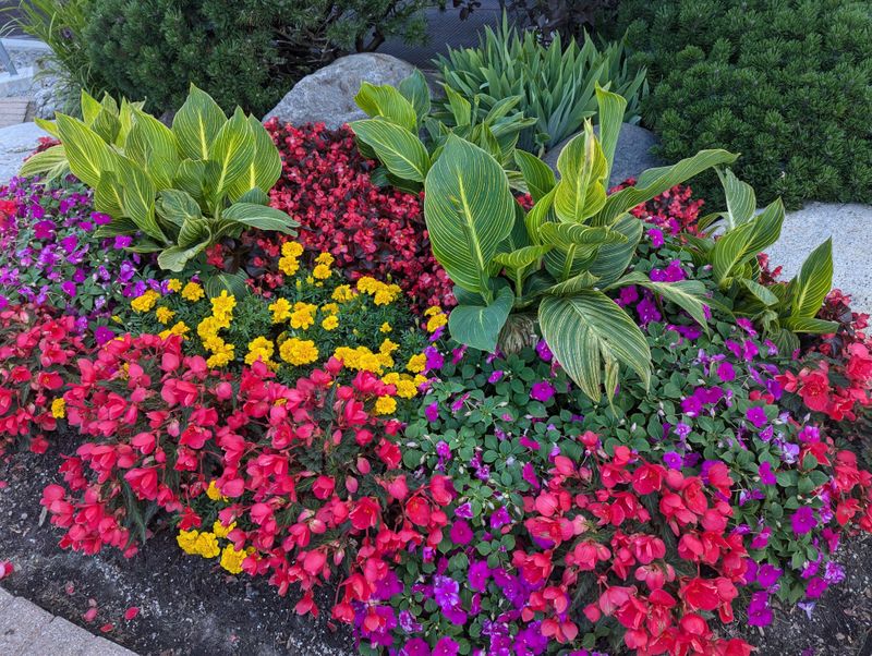 Thirsty Annual Beds Are Being Reworked Thirsty Annual Beds Are Being Reworked