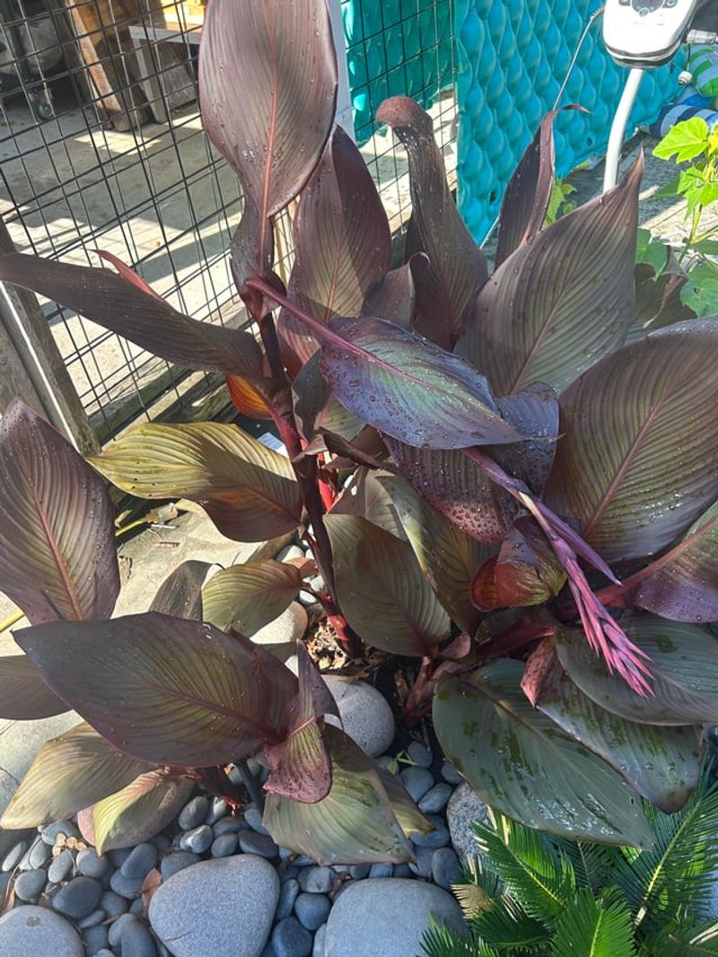 Thirsty Plants Cost More Once Oregon Heat Arrives Thirsty Plants Cost More Once Oregon Heat Arrives